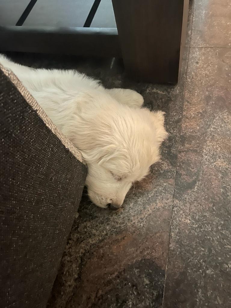 Pet image – gallery view